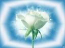 FLOWER.JPG