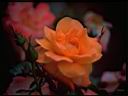 Rose30.jpg