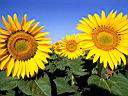 flowers004-1.jpg