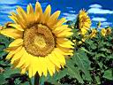 flowers005-1.jpg