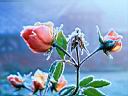 flowers006-1.jpg